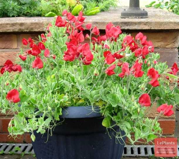 Душистый горошек на балконе