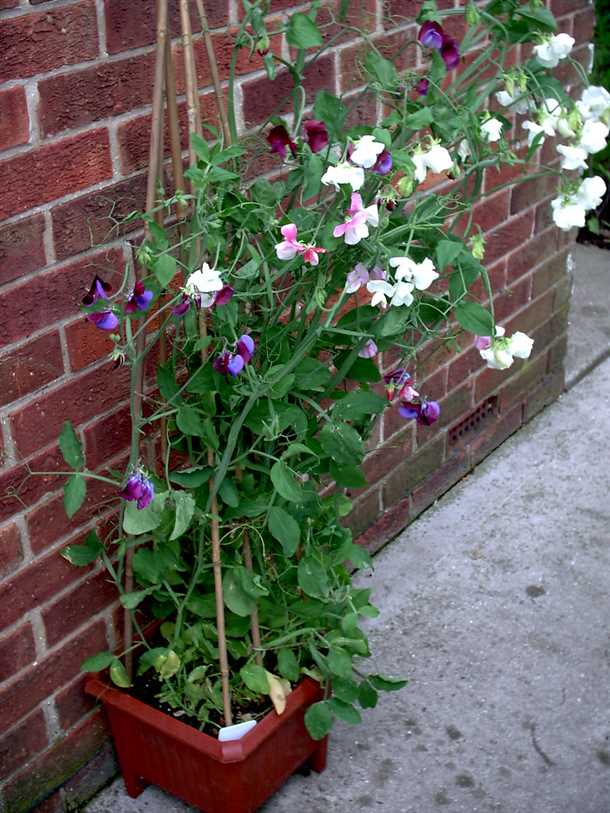 3. Горошек садовый