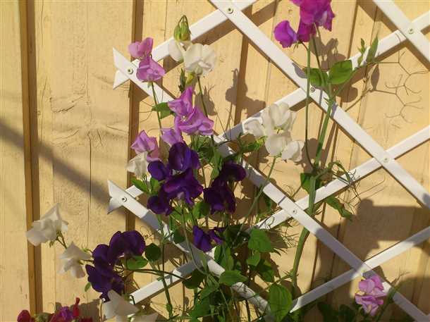 Уход за горошком на балконе