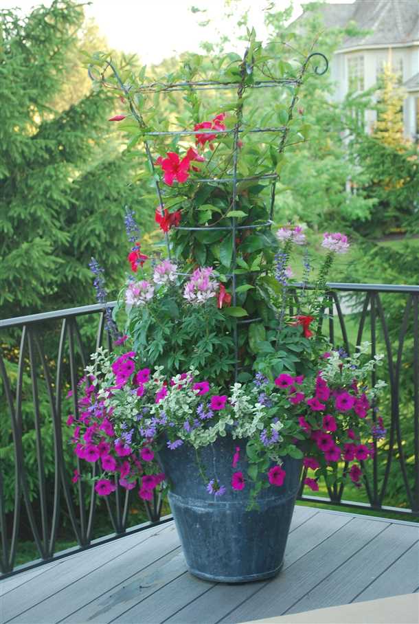 Собственные сорта горошка на балконе