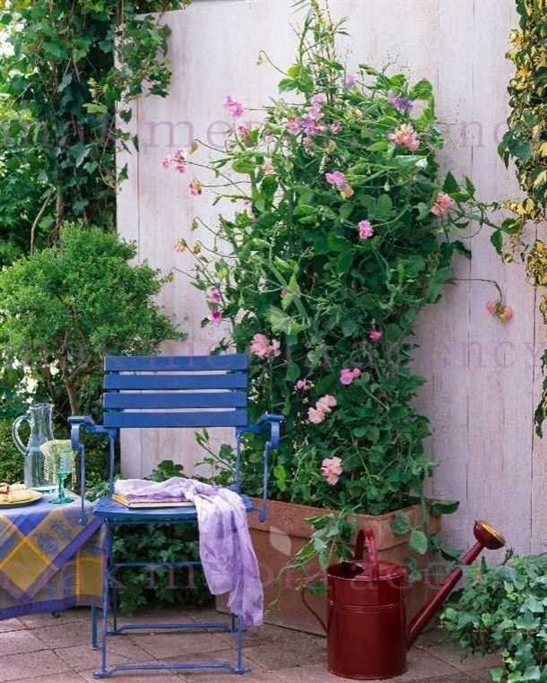 Выращивание душистого горошка на балконе Душистый горошек на балконе