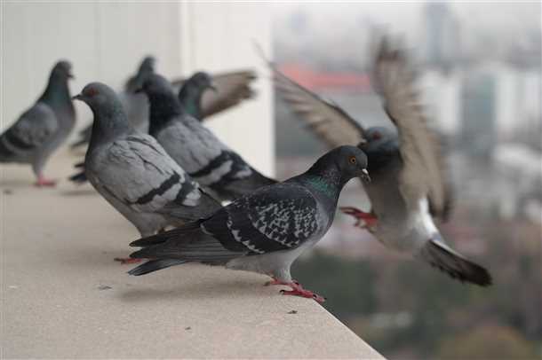 Особенности толкования приметы