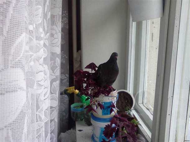 Зачем голуби залетают на балконы?