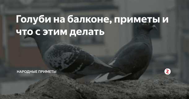 Голуби - посланники свыше