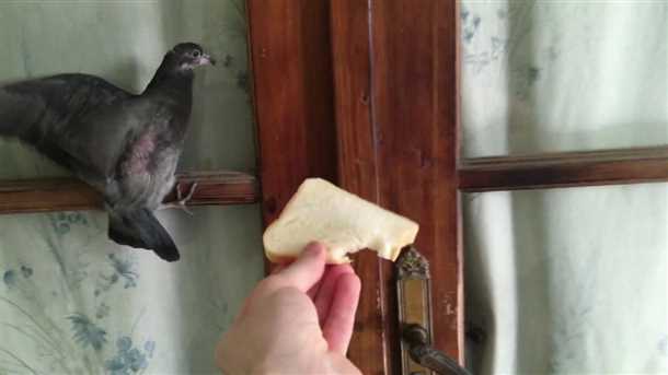 Голубь - символ мира и добра