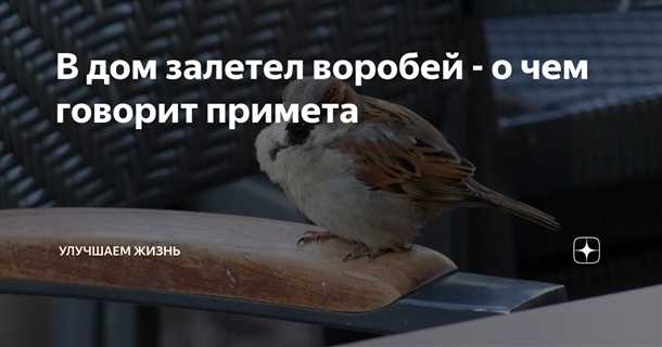 Голубь на балконе - суеверие или действительность?