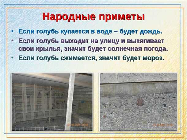 Происхождение приметы с голубем на балконе