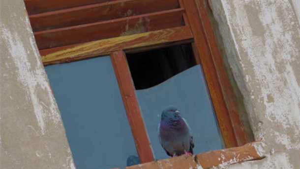 1. Голубь как символ мира