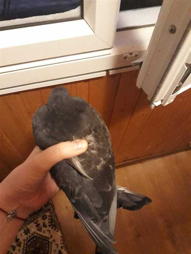 Голубь на балконе: примета и значение Голубь залетел на балкон примета