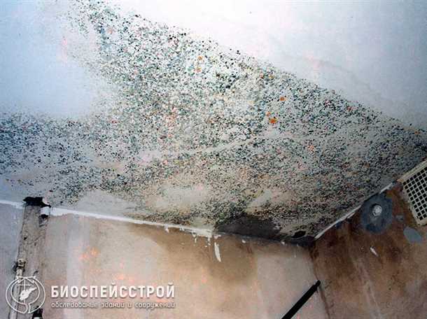 Грибок в гараже как избавиться