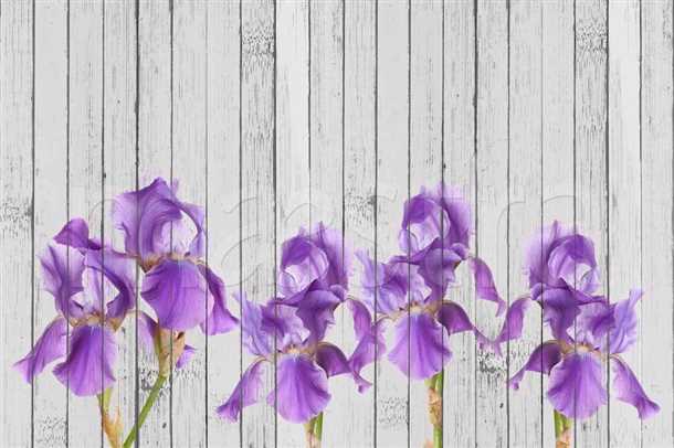 Ирисы фотообои: идеальное решение для вашего интерьера Ирисы фотообои