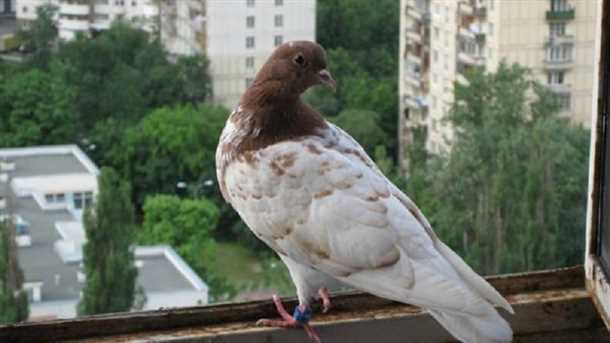 К чему прилетают голуби на балкон