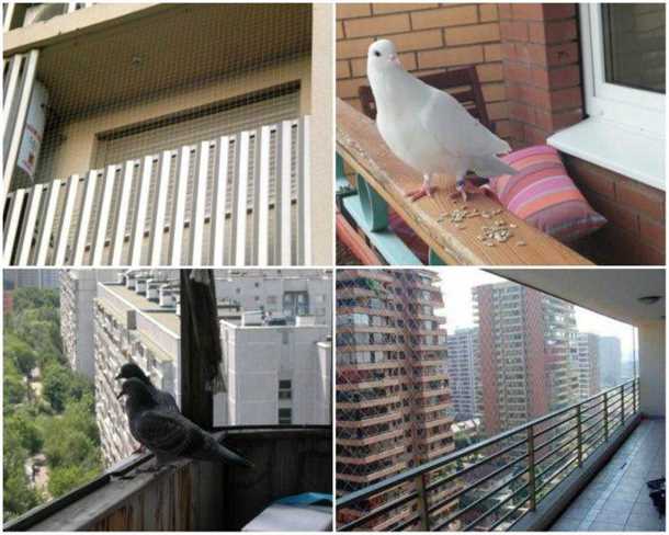 Голуби как символ уюта