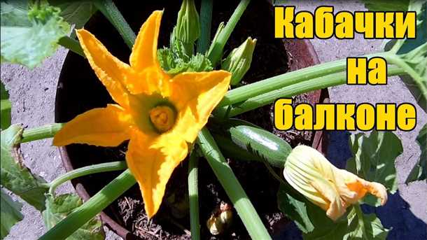 Рекомендации по сбору урожая кабачков