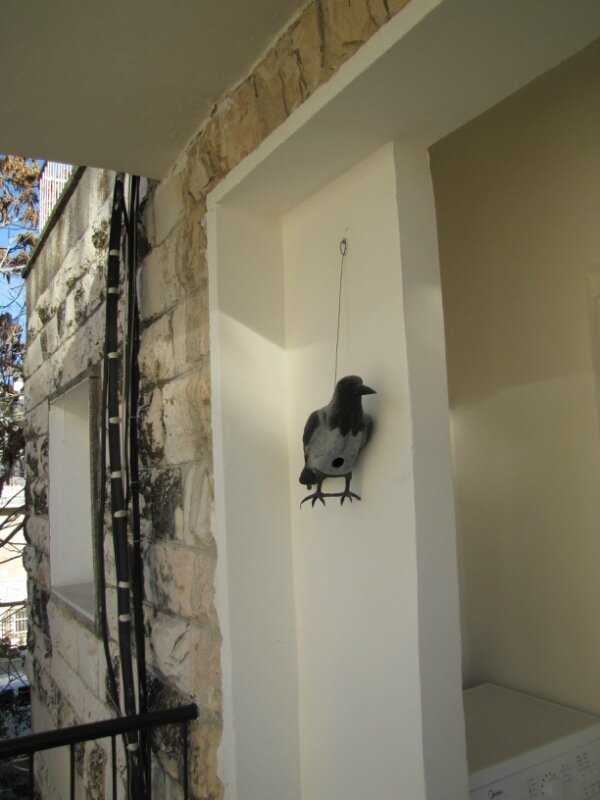 Профессиональная борьба с голубями на балконе