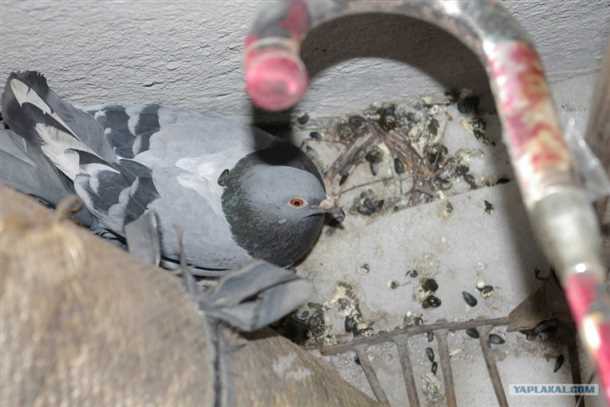 Преимущества использования бардеров и сеток: