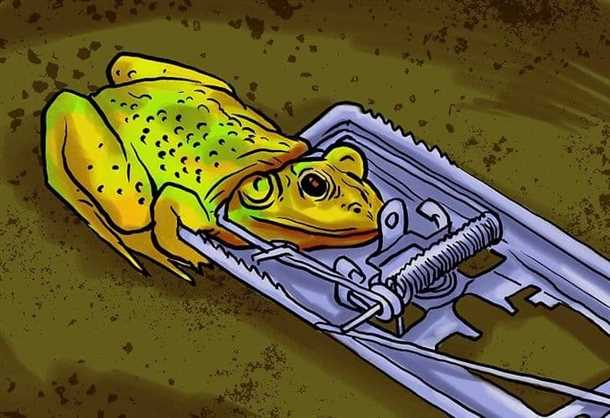 Использование приманки