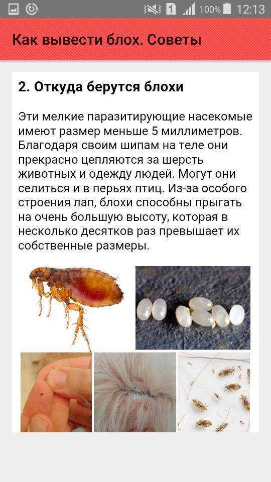 1. Укусы и зуд