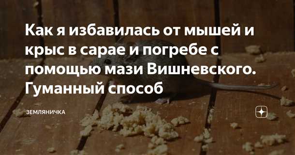 Процесс профессионального уничтожения грызунов: