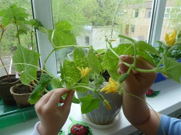 Подготовка балкона для выращивания огурцов