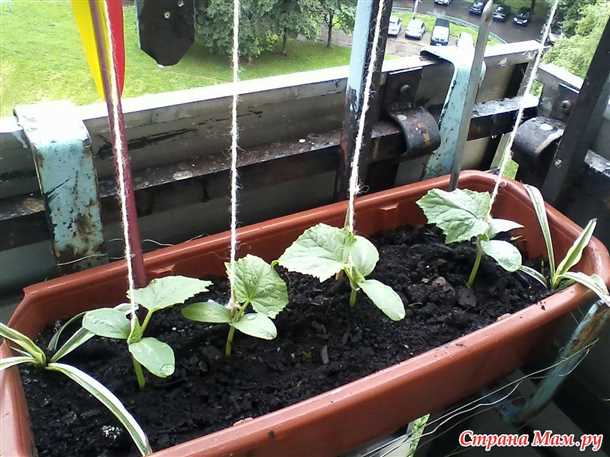 Подготовка горшков и почвы