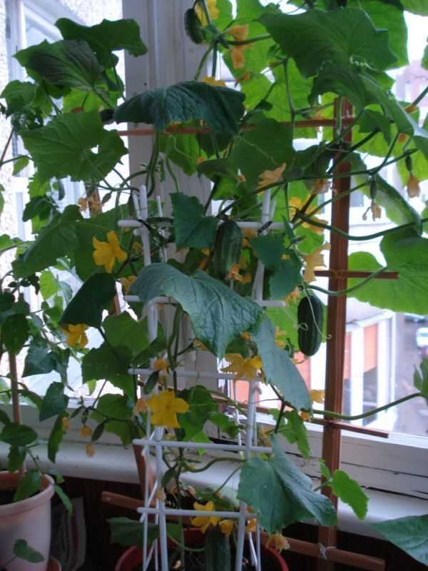 Болезни и их профилактика