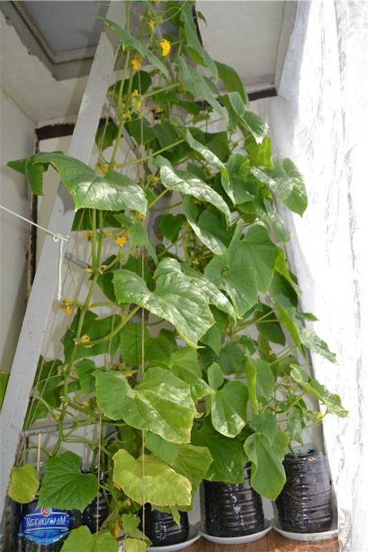 Выбор сорта огурцов и подготовка семян