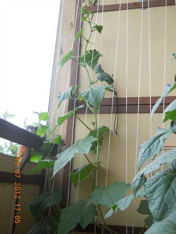 Правильная посадка огурцов