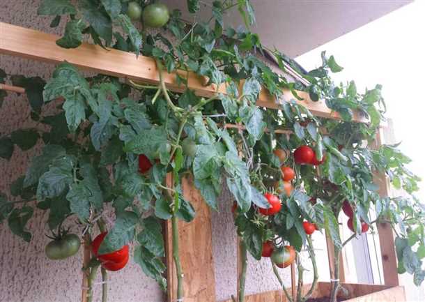Секреты успешного выращивания помидоров на балконе Как на балконе вырастить помидоры
