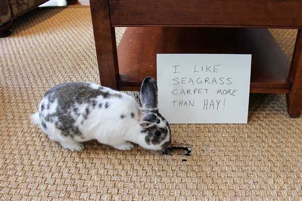 Как узнать, что кролик грызет обои