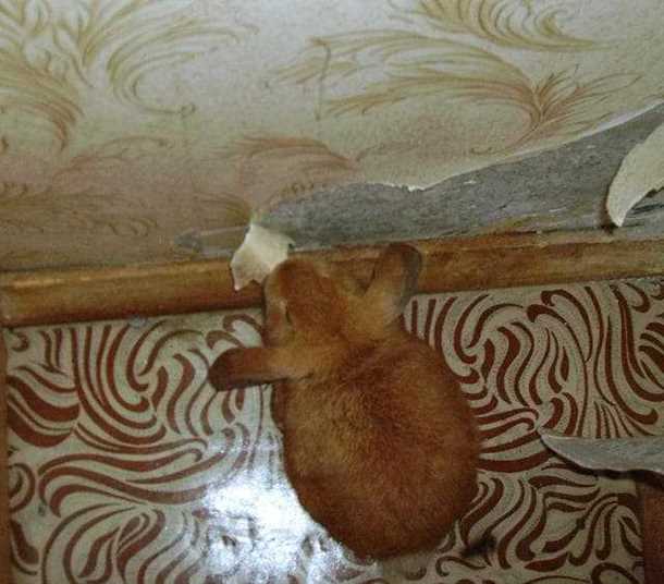 Дополнительные советы по уходу за кроликом