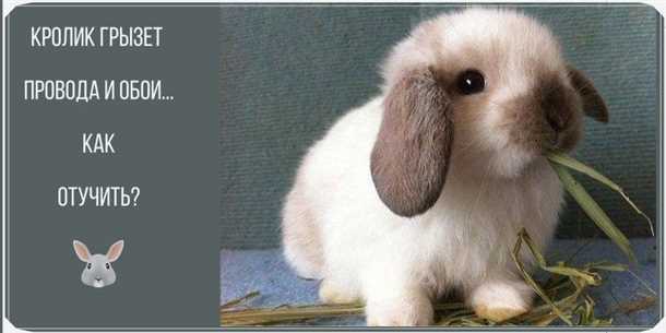 4. Регулярные визиты к ветеринару