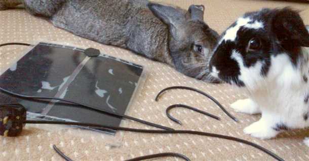 2. Риск травм и расстройства пищеварительной системы