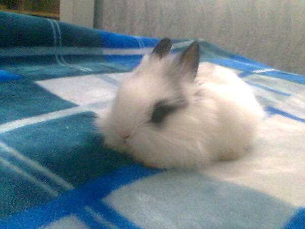 Вредные привычки кроликов: грызть обои