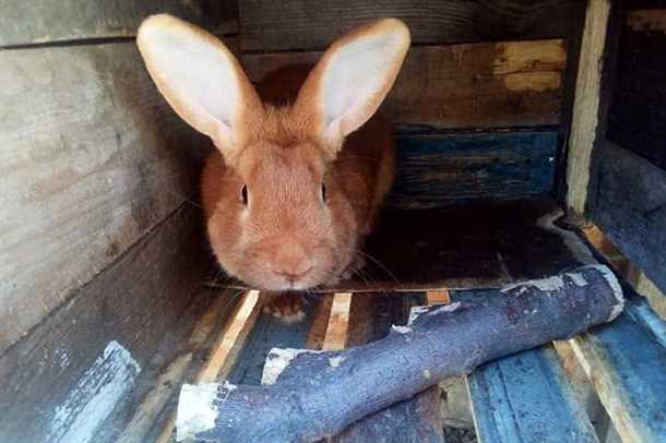 Способы предотвратить грызть обои