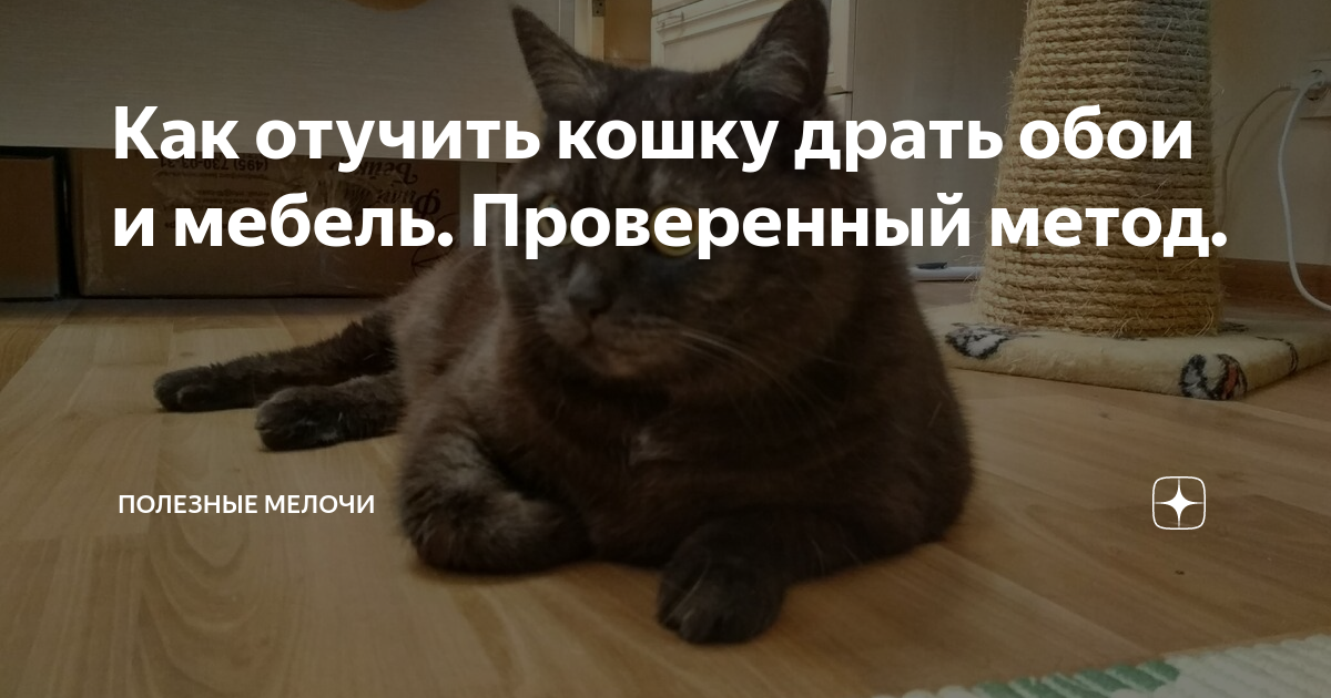 Как отучить кота драть обои