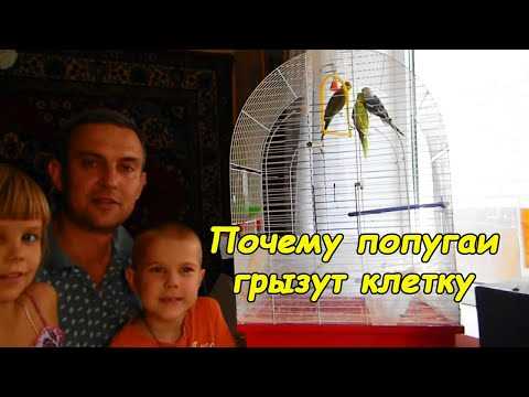 Причины почему попугаи грызут обои