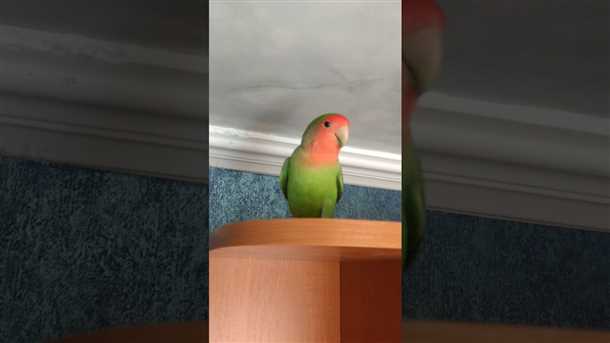 Недостаток других игрушек