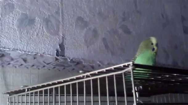 Подборка кормушек для попугаев: