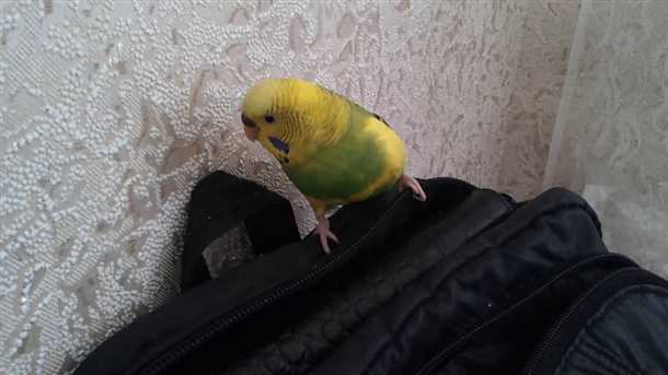 Большинство игрушек: