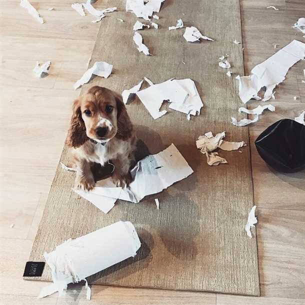 Идеальные обои для собак: как отучить собаку грызть обои