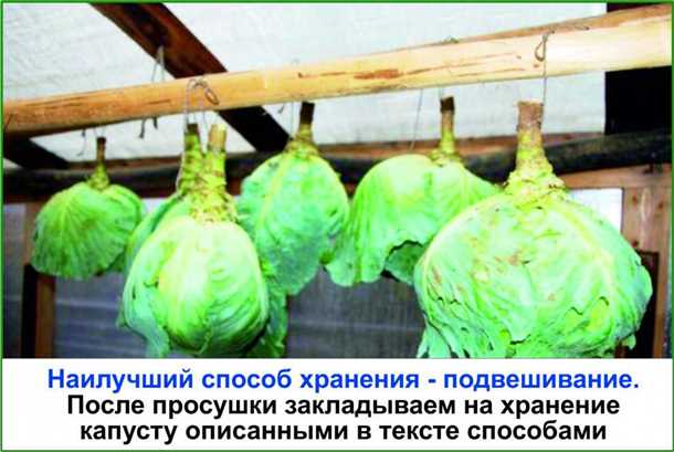 Подготовка погреба для хранения капусты