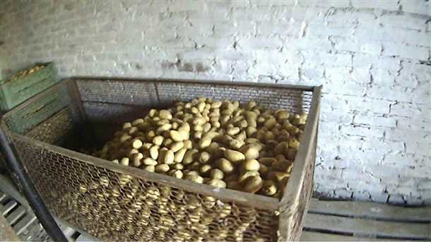 Шаг 2: Удаление поврежденных клубней