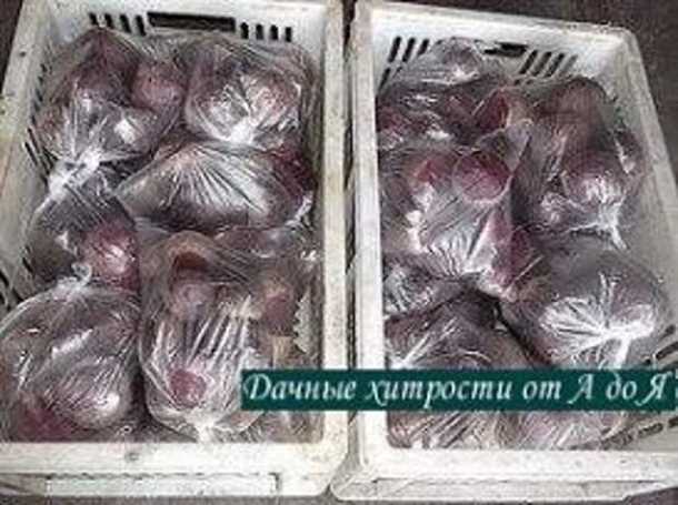 Регулярная проверка и удаление порченых корнеплодов