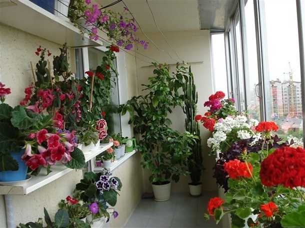 Бегонии на балконе: советы по уходу и размещению