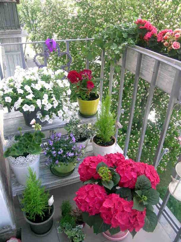 Уход за цветами на балконе