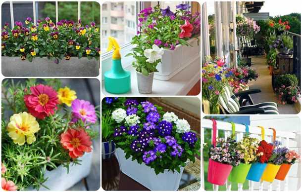 Летняя атмосфера для цветов