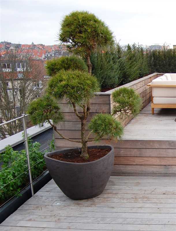 Интересные сорта