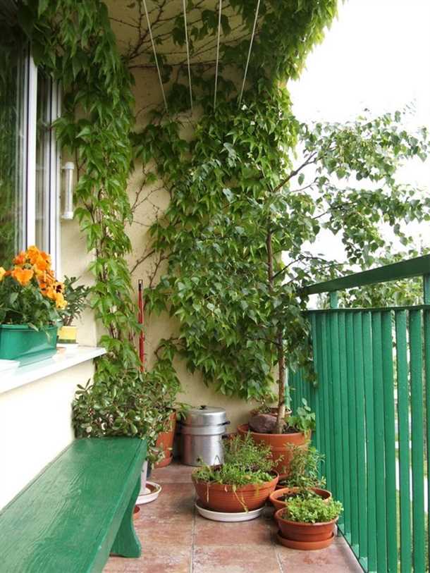 1. Миндальное дерево (Amygdalus communis)