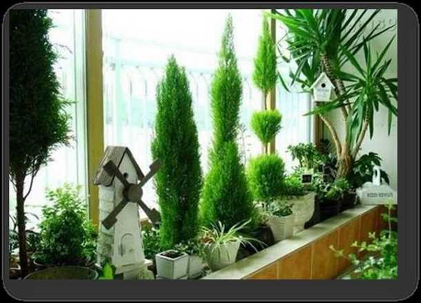 Какое дерево посадить на балконе Какое дерево посадить на балконе